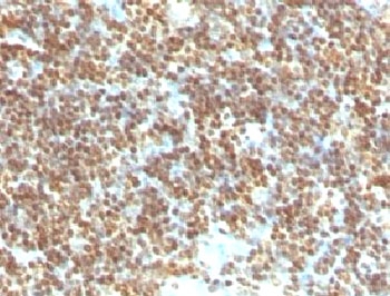 DNA ds Antibody - IHC testing of FFPE human tonsil with dsDNA antibody (clone DRNC1-1).  This image was taken for the unmodified form of this product. Other forms have not been tested.