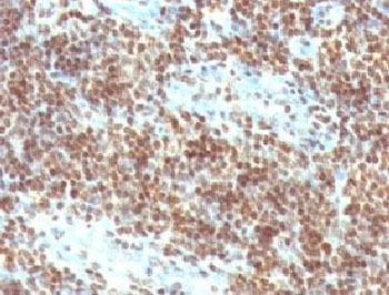 DNA ds Antibody - Formalin-fixed, paraffin-embedded human tonsil stained with Double Stranded DNA antibody (DSD/958).  This image was taken for the unmodified form of this product. Other forms have not been tested.