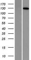 DNA2 Protein - Western validation with an anti-DDK antibody * L: Control HEK293 lysate R: Over-expression lysate