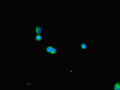 DNAAF3 Antibody - Immunofluorescent analysis of HepG2 cells diluted at 1:100 and Alexa Fluor 488-congugated AffiniPure Goat Anti-Rabbit IgG(H+L)