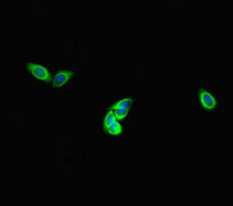 DNAH1 Antibody - Immunofluorescent analysis of HepG2 cells diluted at 1:100 and Alexa Fluor 488-congugated AffiniPure Goat Anti-Rabbit IgG(H+L)
