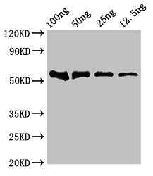 DNAH12 Antibody - Western Blot Positive WB detected in Recombinant protein All lanes: DNAH12 antibody at 4µg/ml Secondary Goat polyclonal to rabbit IgG at 1/50000 dilution Predicted band size: 53 kDa Observed band size: 53 kDa