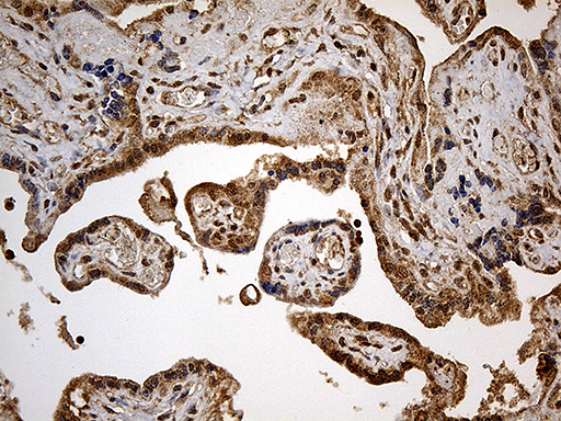 DNAH6 Antibody - Immunohistochemical staining of paraffin-embedded Human placenta tissue within the normal limits using anti-DNHL1 mouse monoclonal antibody. (Heat-induced epitope retrieval by 1mM EDTA in 10mM Tris buffer. (pH8.5) at 120 oC for 3 min. (1:500)