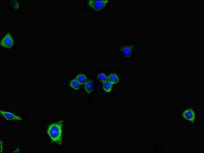 DNAH7 Antibody - Immunofluorescent analysis of HepG2 cells diluted at 1:100 and Alexa Fluor 488-congugated AffiniPure Goat Anti-Rabbit IgG(H+L)