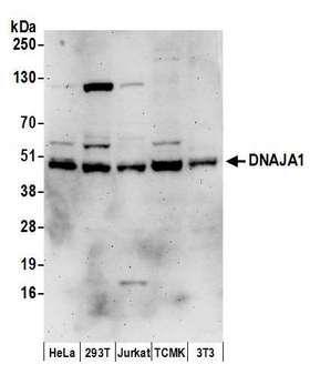 DNAJA1 / HDJ2 Antibody - Detection of human and mouse DNAJA1 by western blot. Samples: Whole cell lysate (50 µg) from HeLa, HEK293T, Jurkat, mouse TCMK-1, and mouse NIH 3T3 cells prepared using NETN lysis buffer. Antibodies: Affinity purified rabbit anti-DNAJA1 antibody used for WB at 0.1 µg/ml. Detection: Chemiluminescence with an exposure time of 3 minutes.