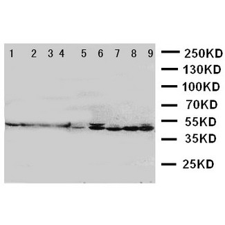 DNAJA1 / HDJ2 Antibody - WB of DNAJA1 / HDJ2 antibody. Lane 1: Rat Brain Tissue Lysate. Lane 2: Rat Lung Tissue Lysate. Lane 3: Mouse Brain Tissue Lysate. Lane 4: Mouse Lung Tissue Lysate. Lane 5: U87 Cell Lysate. Lane 6: A549 Cell Lysate. Lane 7: COLO320 Cell Lysate. Lane 8: A431 Cell Lysate. Lane 9: HT1080 Cell Lysate.