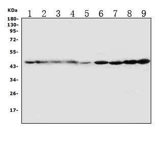 DNAJA1 / HDJ2 Antibody - Anti-HDJ2 antibody, Western blotting All lanes: Anti HDJ2 at 0.5ug/ml Lane 1: Rat Brain Tissue Lysate at 50ugLane 2: Rat Lung Tissue Lysate at 50ugLane 3: Mouse Brain Tissue Lysate at 50ugLane 4: Mouse Lung Tissue Lysate at 50ugLane 5: U87 Whole Cell Lysate at 40ugLane 6: A549 Whole Cell Lysate at 40ugLane 7: COLO320 Whole Cell Lysate at 40ugLane 8: A431 Whole Cell Lysate at 40ugLane 9: HT1080 Whole Cell Lysate at 40ugPredicted bind size: 45KD Observed bind size: 45KD