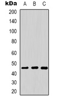 DNAJA1 / HDJ2 Antibody - Western blot analysis of HDJ2 expression in HeLa (A); mouse liver (B); mouse brain (C) whole cell lysates.