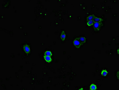 DNAJA1 / HDJ2 Antibody - Immunofluorescent analysis of HepG2 cells diluted at 1:100 and Alexa Fluor 488-congugated AffiniPure Goat Anti-Rabbit IgG(H+L)
