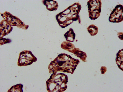 DNAJA1 / HDJ2 Antibody - Immunohistochemistry Dilution at 1:1000 and staining in paraffin-embedded human placenta tissue performed on a Leica BondTM system. After dewaxing and hydration, antigen retrieval was mediated by high pressure in a citrate buffer (pH 6.0). Section was blocked with 10% normal Goat serum 30min at RT. Then primary antibody (1% BSA) was incubated at 4°C overnight. The primary is detected by a biotinylated Secondary antibody and visualized using an HRP conjugated SP system.
