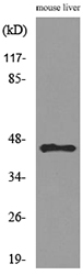 DNAJA1 / HDJ2 Antibody - Western blot analysis of lysate from mouse liver cells, using DNAJA1 Antibody.