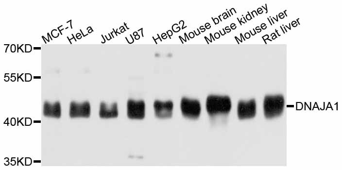DNAJA1 / HDJ2 Antibody - Western blot analysis of extracts of various cell lines, using DNAJA1 antibody at 1:3000 dilution. The secondary antibody used was an HRP Goat Anti-Rabbit IgG (H+L) at 1:10000 dilution. Lysates were loaded 25ug per lane and 3% nonfat dry milk in TBST was used for blocking. An ECL Kit was used for detection and the exposure time was 1s.