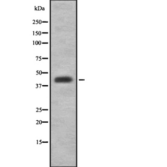 DNAJA1 / HDJ2 Antibody - Western blot analysis of DNAJA1 using 293 whole cells lysates