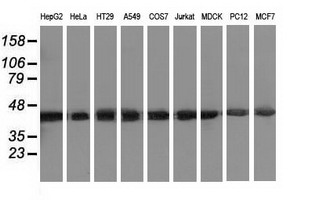 DNAJA2 Antibody - Western blot of extracts (35 ug) from 9 different cell lines by using anti-DNAJA2 monoclonal antibody.