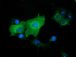 DNAJA2 Antibody - Anti-DNAJA2 mouse monoclonal antibody  immunofluorescent staining of COS7 cells transiently transfected by pCMV6-ENTRY DNAJA2.