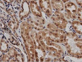 DNAJA2 Antibody - IHC of paraffin-embedded Human Kidney tissue using anti-DNAJA2 mouse monoclonal antibody. (Dilution 1:50).