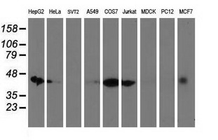 DNAJA2 Antibody - Western blot of extracts (35 ug) from 9 different cell lines by using anti-DNAJA2 monoclonal antibody (HepG2: human; HeLa: human; SVT2: mouse; A549: human; COS7: monkey; Jurkat: human; MDCK: canine; PC12: rat; MCF7: human).