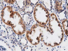 DNAJA2 Antibody - IHC of paraffin-embedded Human Kidney tissue using anti-DNAJA2 mouse monoclonal antibody. (Dilution 1:50).