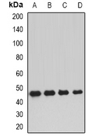DNAJA2 Antibody - Western blot analysis of DNAJA2 expression in HepG2 (A); MCF7 (B); mouse kidney (C); mouse brain (D) whole cell lysates.