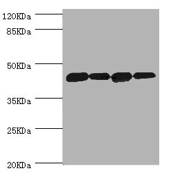DNAJA2 Antibody - Western blot All Lanes:DNAJA2 antibody at 3.12ug/ml Lane 1:A375 whole cell lysate Lane 2:PC-3 whole cell lysate Lane 3:HepG2 whole cell lysate Lane 4:Hela whole cell lysate Secondary Goat polyclonal to rabbit at 1/10000 dilution Predicted band size: 46kDa Observed band size: 46kDa