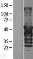DNAJA2 Protein - Western validation with an anti-DDK antibody * L: Control HEK293 lysate R: Over-expression lysate