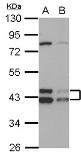 DNAJA3 / TID1 Antibody - Sample (30 ug of whole cell lysate) A: HepG2 B: HCT116 10% SDS PAGE DNAJA3 / TID1 antibody diluted at 1:1000