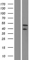 DNAJA3 / TID1 Protein - Western validation with an anti-DDK antibody * L: Control HEK293 lysate R: Over-expression lysate