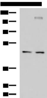 DNAJA4 Antibody - Western blot analysis of Jurkat and TM4 cell lysates  using DNAJA4 Polyclonal Antibody at dilution of 1:650