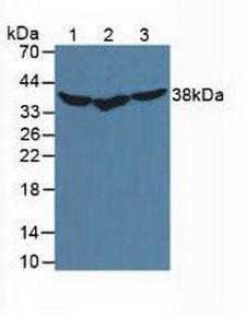 DNAJB1 / Hsp40 Antibody - Western Blot; Sample: Lane1: Mouse Liver Tissue; Lane2: Mouse Jurkat Cells; Lane3: Mouse HeLa Cells.