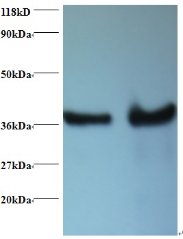 DNAJB1 / Hsp40 Antibody - Western blot of DnaJ homolog subfamily B member 1 antibody at 2 ug/ml. Lane 1: EC109 whole cell lysate. Lane 2: 293T whole cell lysate. Secondary: Goat polyclonal to Rabbit IgG at 1:15000 dilution. Predicted band size: 37 kDa. Observed band size: 37 kDa.  This image was taken for the unconjugated form of this product. Other forms have not been tested.