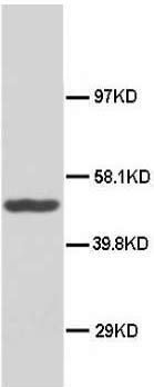 DNAJB1 / Hsp40 Antibody -  This image was taken for the unconjugated form of this product. Other forms have not been tested.
