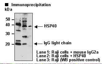 DNAJB1 / Hsp40 Antibody