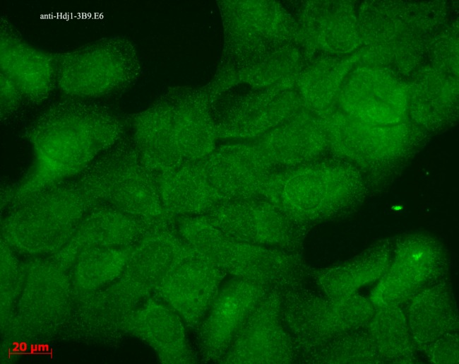 DNAJB1 / Hsp40 Antibody - Hsp40 HDJ1 visualized using DNAJB1 / Hsp40 antibody, tested on a human keratinocyte line HaCat.  This image was taken for the unconjugated form of this product. Other forms have not been tested.