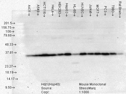DNAJB1 / Hsp40 Antibody - Hsp40 (HDJ1-3B9. E6), Human Cell lines.  This image was taken for the unconjugated form of this product. Other forms have not been tested.