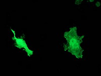 DNAJB1 / Hsp40 Antibody - Anti-DNAJB1 mouse monoclonal antibody immunofluorescent staining of COS7 cells transiently transfected by pCMV6-ENTRY DNAJB1.