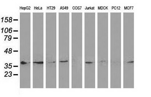 DNAJB1 / Hsp40 Antibody - Western blot of extracts (35ug) from 9 different cell lines by using anti-DNAJB1 monoclonal antibody (HepG2: human; HeLa: human; SVT2: mouse; A549: human; COS7: monkey; Jurkat: human; MDCK: canine; PC12: rat; MCF7: human).
