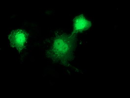 DNAJB1 / Hsp40 Antibody - Anti-DNAJB1 mouse monoclonal antibody immunofluorescent staining of COS7 cells transiently transfected by pCMV6-ENTRY DNAJB1.