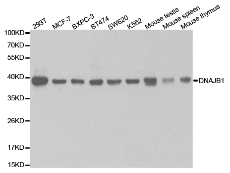 DNAJB1 / Hsp40 Antibody - Western blot analysis of extracts of various cell lines.
