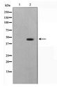 DNAJB1 / Hsp40 Antibody - Western blot of COLO205 cell lysate using HSP40 Antibody