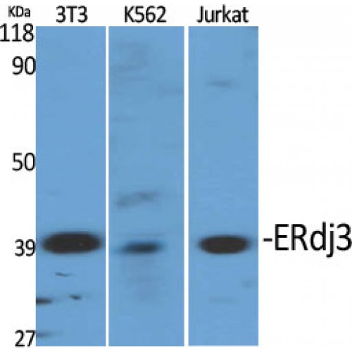 DNAJB11 Antibody - Western blot of ERdj3 antibody