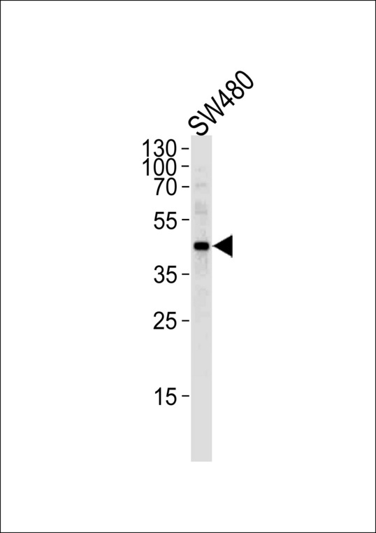 DNAJB11 Antibody - Western blot of lysate from SW480 cell line,using DNAJB11 Antibody. Antibody was diluted at 1:1000 at each lane. A goat anti-rabbit IgG H&L (HRP) at 1:5000 dilution was used as the secondary antibody.Lysate at 35ug per lane.