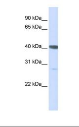 DNAJB11 Antibody - HepG2 cell lysate. Antibody concentration: 1.0 ug/ml. Gel concentration: 12%.  This image was taken for the unconjugated form of this product. Other forms have not been tested.