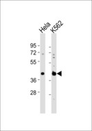 DNAJB11 Antibody - All lanes : Anti-DNAJB11 Antibody at 1:1000 dilution Lane 1: HeLa whole cell lysates Lane 2: K562 whole cell lysates Lysates/proteins at 20 ug per lane. Secondary Goat Anti-Rabbit IgG, (H+L),Peroxidase conjugated at 1/10000 dilution Predicted band size : 41 kDa Blocking/Dilution buffer: 5% NFDM/TBST.