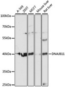 DNAJB11 Antibody - Western blot analysis of extracts of various cell lines, using DNAJB11 antibody at 1:3000 dilution. The secondary antibody used was an HRP Goat Anti-Rabbit IgG (H+L) at 1:10000 dilution. Lysates were loaded 25ug per lane and 3% nonfat dry milk in TBST was used for blocking. An ECL Kit was used for detection and the exposure time was 90s.