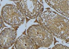 DNAJB11 Antibody - 1:100 staining mouse testis tissue by IHC-P. The sample was formaldehyde fixed and a heat mediated antigen retrieval step in citrate buffer was performed. The sample was then blocked and incubated with the antibody for 1.5 hours at 22°C. An HRP conjugated goat anti-rabbit antibody was used as the secondary.