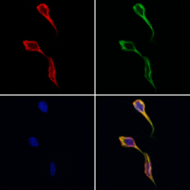 DNAJB12 Antibody - Staining HeLa cells by IF/ICC. The samples were fixed with PFA and permeabilized in 0.1% Triton X-100, then blocked in 10% serum for 45 min at 25°C. Samples were then incubated with primary Ab(1:200) and mouse anti-beta tubulin Ab(1:200) for 1 hour at 37°C. An AlexaFluor594 conjugated goat anti-rabbit IgG(H+L) Ab(1:200 Red) and an AlexaFluor488 conjugated goat anti-mouse IgG(H+L) Ab(1:600 Green) were used as the secondary antibod