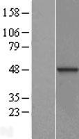 DNAJB12 Protein - Western validation with an anti-DDK antibody * L: Control HEK293 lysate R: Over-expression lysate