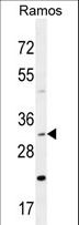 DNAJB13 Antibody - DNAJB13 Antibody western blot of Ramos cell line lysates (35 ug/lane). The DNAJB13 antibody detected the DNAJB13 protein (arrow).