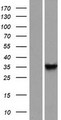 DNAJB13 Protein - Western validation with an anti-DDK antibody * L: Control HEK293 lysate R: Over-expression lysate
