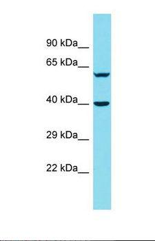 DNAJB14 Antibody - Western blot of 721_B. DNAJB14 antibody dilution 1.0 ug/ml.  This image was taken for the unconjugated form of this product. Other forms have not been tested.